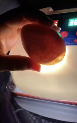 Illustration de l'article : Sa chienne trouve un œuf mystérieux dans la nature et ne le quitte plus des yeux jusqu’à son éclosion (vidéo)