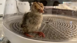 Illustration de l'article : Sa chienne trouve un œuf mystérieux dans la nature et ne le quitte plus des yeux jusqu’à son éclosion (vidéo)