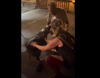 Illustration de l'article : Une chienne tombe en haute mer pendant une tempête, mais un miracle va se produire