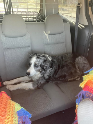 Illustration de l'article : Une chienne tombe en haute mer pendant une tempête, mais un miracle va se produire