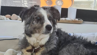 Illustration de l'article : Une chienne tombe en haute mer pendant une tempête, mais un miracle va se produire