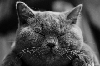 Illustration de l'article : Une femme porte plainte contre la propriétaire d’un chat qui n’a pas réussi à mettre sa chatte enceinte