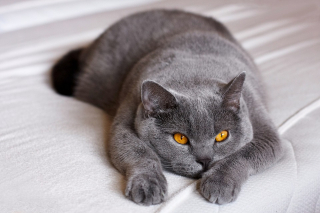 Illustration de l'article : Une femme porte plainte contre la propriétaire d’un chat qui n’a pas réussi à mettre sa chatte enceinte
