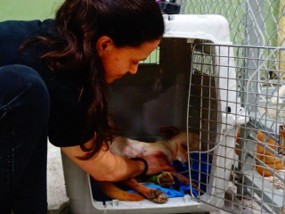 Illustration de l'article : Une association de sauvetage d’animaux lance une bouteille à la mer pour continuer de faire vivre son refuge