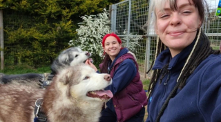 Illustration de l'article : 20 chiens nordiques découverts dans un champ tandis que leur propriétaire semblait vivre dans une caravane à proximité