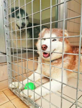 Illustration de l'article : 20 chiens nordiques découverts dans un champ tandis que leur propriétaire semblait vivre dans une caravane à proximité