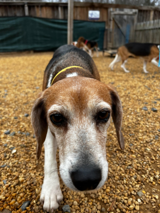 Illustration de l'article : Un élevage à la réputation douteuse se fait retirer 4000 Beagles à la suite d’une plainte