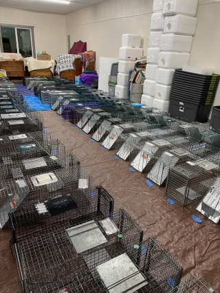 Illustration de l'article : Un élevage à la réputation douteuse se fait retirer 4000 Beagles à la suite d’une plainte