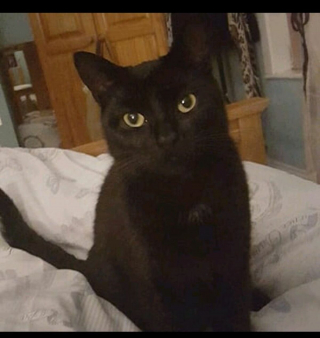 Illustration de l'article : Après la disparition de son chat, une femme ne souhaitait plus adopter d’animaux. Mais elle va recevoir une incroyable nouvelle 7 ans plus tard