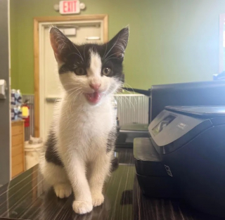 Illustration de l'article : 2 frères font la rencontre d’une boule de poils lors d’une session de jogging