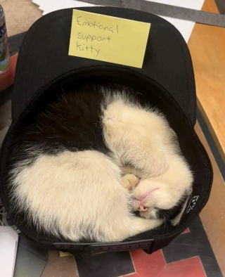 Illustration de l'article : 2 frères font la rencontre d’une boule de poils lors d’une session de jogging