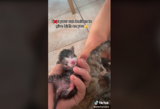 Illustration de l'article : Ellen Fransenn et son lien unique avec Asrael, la chatte qui lui fait vivre un moment inoubliable pendant l'accouchement