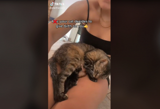 Illustration de l'article : Ellen Fransenn et son lien unique avec Asrael, la chatte qui lui fait vivre un moment inoubliable pendant l'accouchement