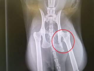 Illustration de l'article : Une femme trouve son chat en pleurs dans son jardin, et découvre qu’il a été percuté par une voiture