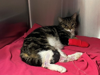 Illustration de l'article : Une femme trouve son chat en pleurs dans son jardin, et découvre qu’il a été percuté par une voiture