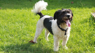 Illustration de l'article : 10 faits remarquables sur la queue du chien que vous connaissiez probablement pas