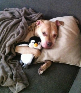 Illustration de l'article : 8 photos d'animaux qui débordent d'affection et apporteront de la gaieté à votre journée