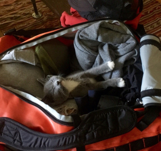 Illustration de l'article : 8 photos d'animaux qui débordent d'affection et apporteront de la gaieté à votre journée