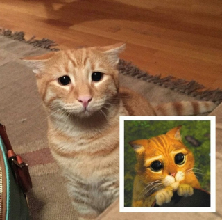 Illustration de l'article : 8 photos d'animaux qui débordent d'affection et apporteront de la gaieté à votre journée