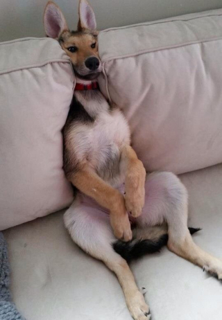 Illustration de l'article : 8 photos d'animaux qui débordent d'affection et apporteront de la gaieté à votre journée