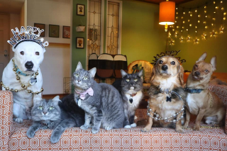 Illustration de l'article : Ce chien courageux au sourire permanent répand le bonheur tout autour de lui