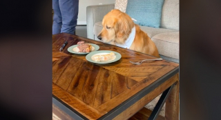 Illustration de l'article : Cette Golden Retriever fait preuve d’un self-control remarquable face à 2 délicieuses portions de viande (vidéo)