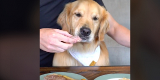 Illustration de l'article : Cette Golden Retriever fait preuve d’un self-control remarquable face à 2 délicieuses portions de viande (vidéo)