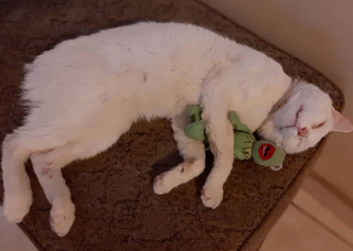 Illustration de l'article : Elle fait la rencontre d'un chat dans un supermarché, qui l’emmène jusqu’au rayon des croquettes (vidéo)