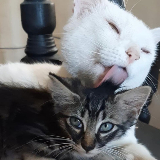 Illustration de l'article : Elle fait la rencontre d'un chat dans un supermarché, qui l’emmène jusqu’au rayon des croquettes (vidéo)