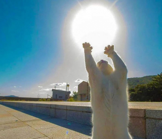 Illustration de l'article : Elle fait la rencontre d'un chat dans un supermarché, qui l’emmène jusqu’au rayon des croquettes (vidéo)