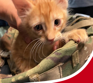 Illustration de l'article : Une militaire américaine sauve deux chatons en détresse et ne peut plus se passer d’eux