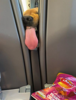 Illustration de l'article : Un Golden Retriever déploie toute son énergie pour tenter de voler des chips au passager d’un TGV