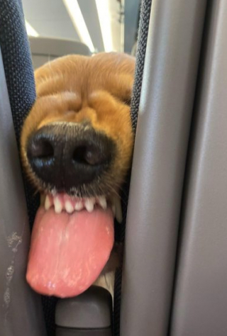 Illustration de l'article : Un Golden Retriever déploie toute son énergie pour tenter de voler des chips au passager d’un TGV