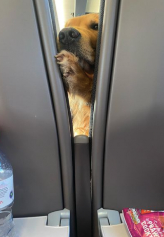 Illustration de l'article : Un Golden Retriever déploie toute son énergie pour tenter de voler des chips au passager d’un TGV