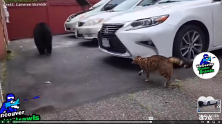 Illustration de l'article : Vidéo : un chat courageux parvient à effrayer un ours noir et à le faire fuir !