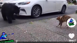 Illustration de l'article : Vidéo : un chat courageux parvient à effrayer un ours noir et à le faire fuir !