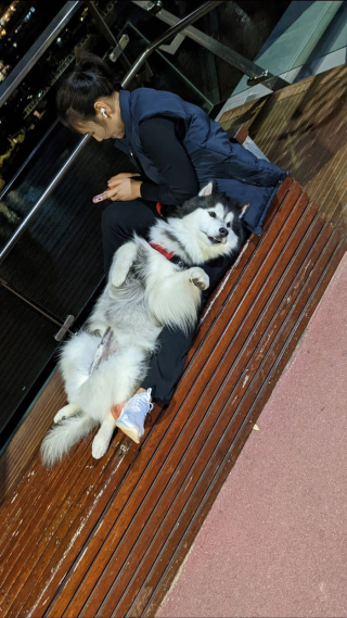 Illustration de l'article : 19 photos de rencontres fortuites entre une personne et un chien faisant ressentir la beauté du moment