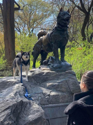 Illustration de l'article : 19 photos de rencontres fortuites entre une personne et un chien faisant ressentir la beauté du moment