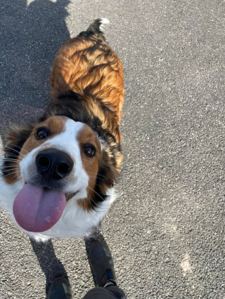 Illustration de l'article : 19 photos de rencontres fortuites entre une personne et un chien faisant ressentir la beauté du moment