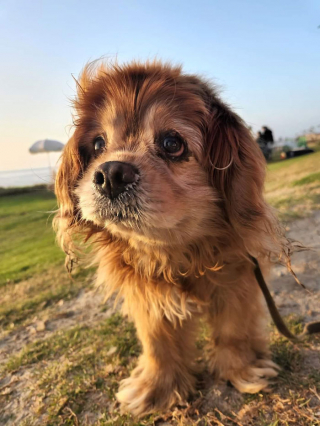 Illustration de l'article : 19 photos de rencontres fortuites entre une personne et un chien faisant ressentir la beauté du moment