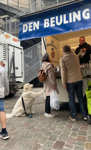 Illustration de l'article : 19 photos de rencontres fortuites entre une personne et un chien faisant ressentir la beauté du moment