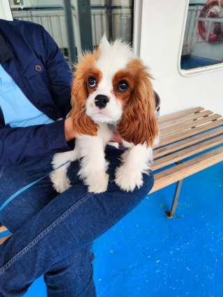 Illustration de l'article : 19 photos de rencontres fortuites entre une personne et un chien faisant ressentir la beauté du moment