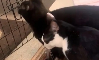 Illustration de l'article : 2 chats ayant connu des débuts difficiles craquent l’un pour l’autre lors de leur séjour au refuge (vidéo)