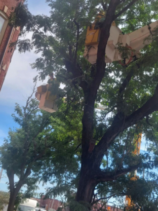 Illustration de l'article : Ils peinent à secourir un chat, coincé depuis 2 jours dans un arbre