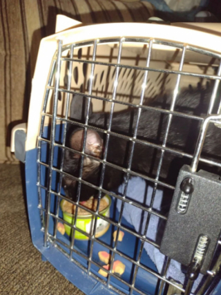 Illustration de l'article : Ils peinent à secourir un chat, coincé depuis 2 jours dans un arbre