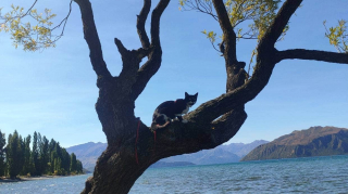 Illustration de l'article : Cette chatte parcourt la Nouvelle-Zélande à bord d’un van en compagnie de ses maîtres (vidéo)