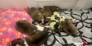 Illustration de l'article : Alors que cette chienne attendait 7 petits, un 8e chiot naît après tous les autres et est de couleur verte !