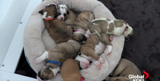 Illustration de l'article : Alors que cette chienne attendait 7 petits, un 8e chiot naît après tous les autres et est de couleur verte !