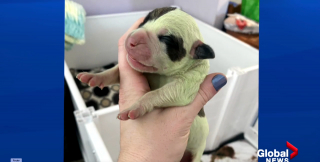 Illustration de l'article : Alors que cette chienne attendait 7 petits, un 8e chiot naît après tous les autres et est de couleur verte !