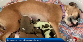 Illustration de l'article : Alors que cette chienne attendait 7 petits, un 8e chiot naît après tous les autres et est de couleur verte !